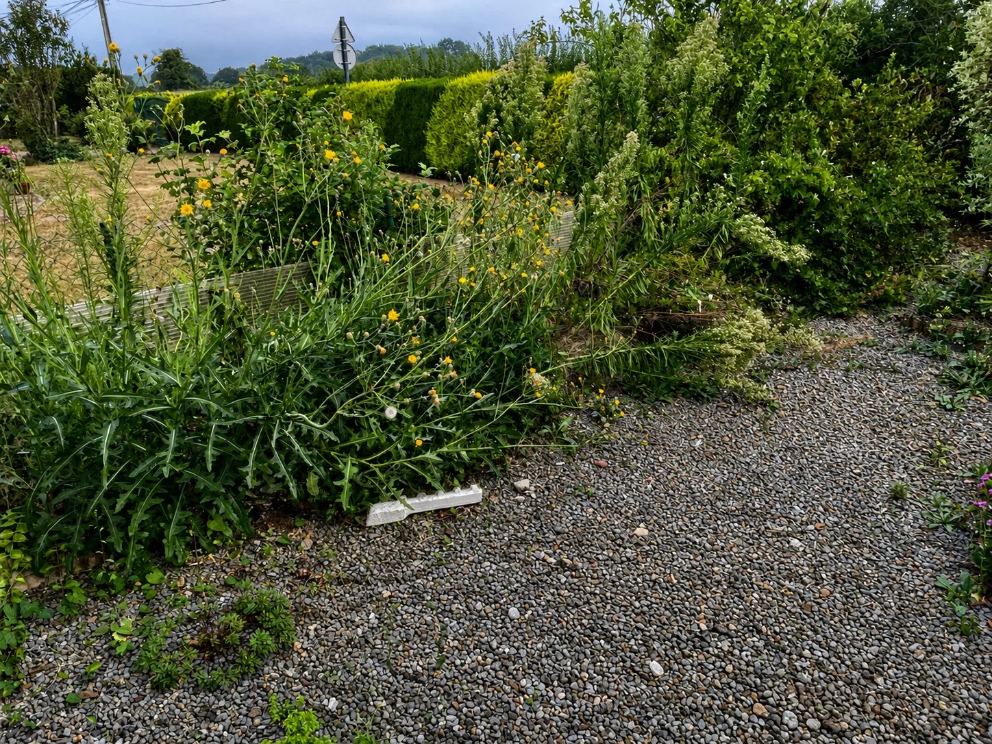 Massif fleuri avant désherbage